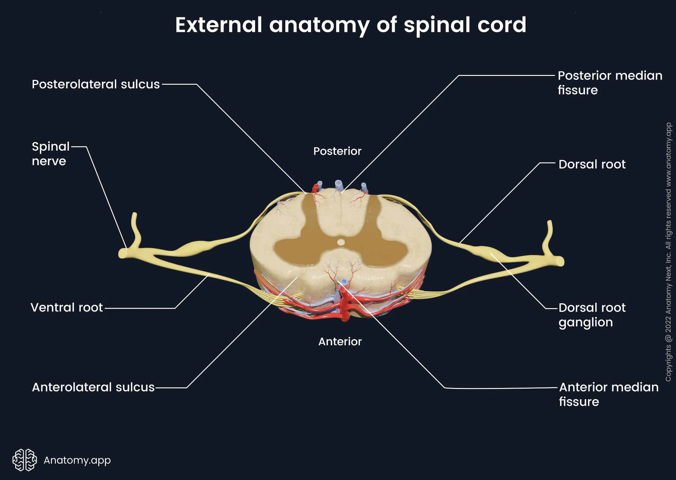 Spinal cord anatomy
